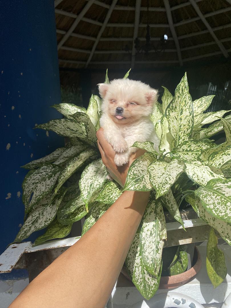 animales y mascotas - mix de pomerania  1