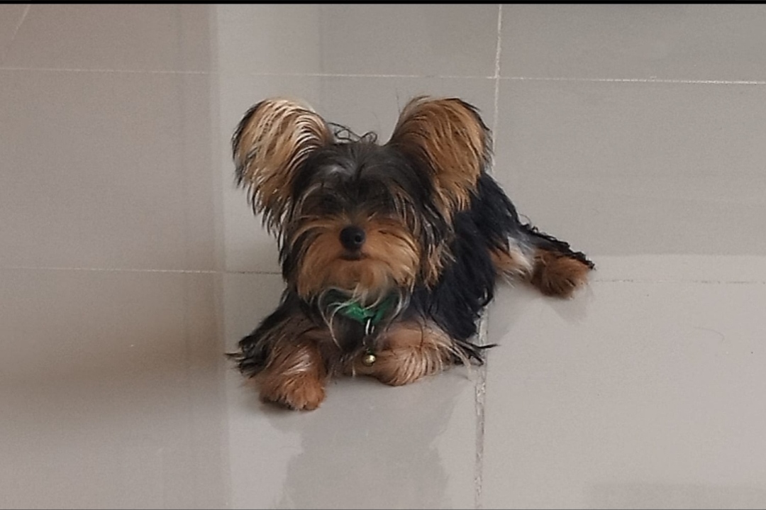 animales y mascotas - Yorkie macho 