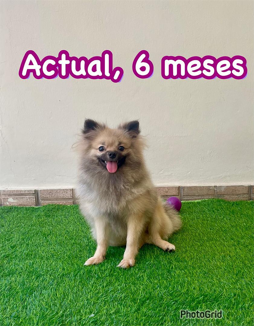 animales y mascotas - Cachorro Pomerania Disponible 3