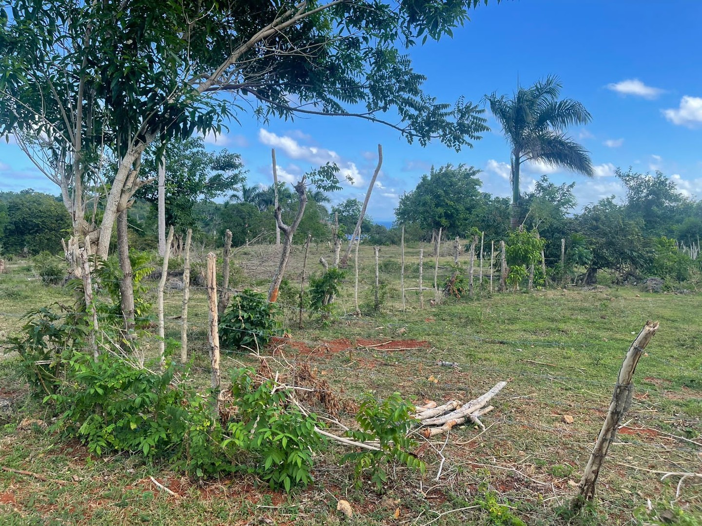 solares y terrenos - Terreno en Venta 12,161 Mts2 en Samaná 