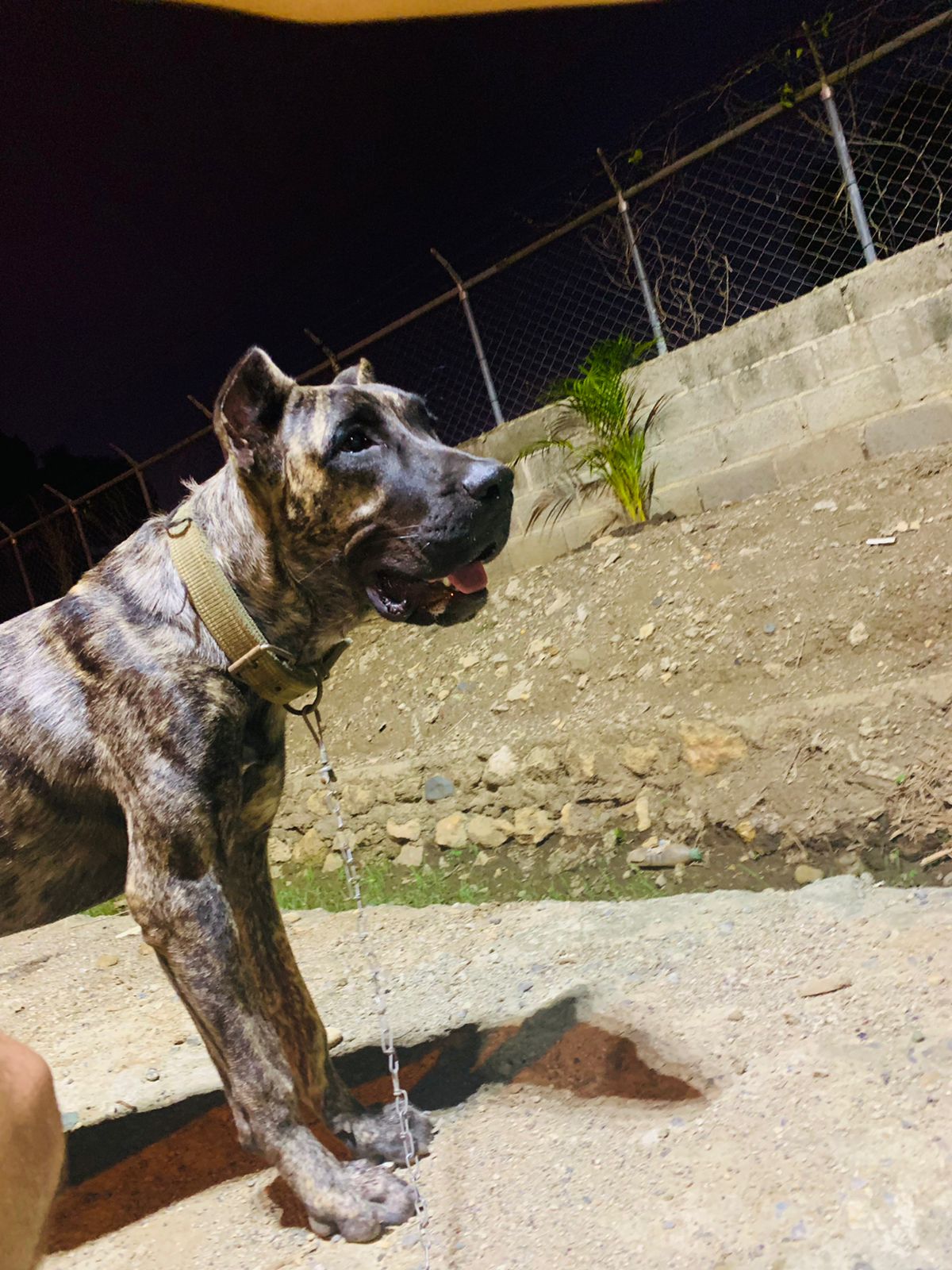 animales y mascotas - Vendo pareja de presa canario 