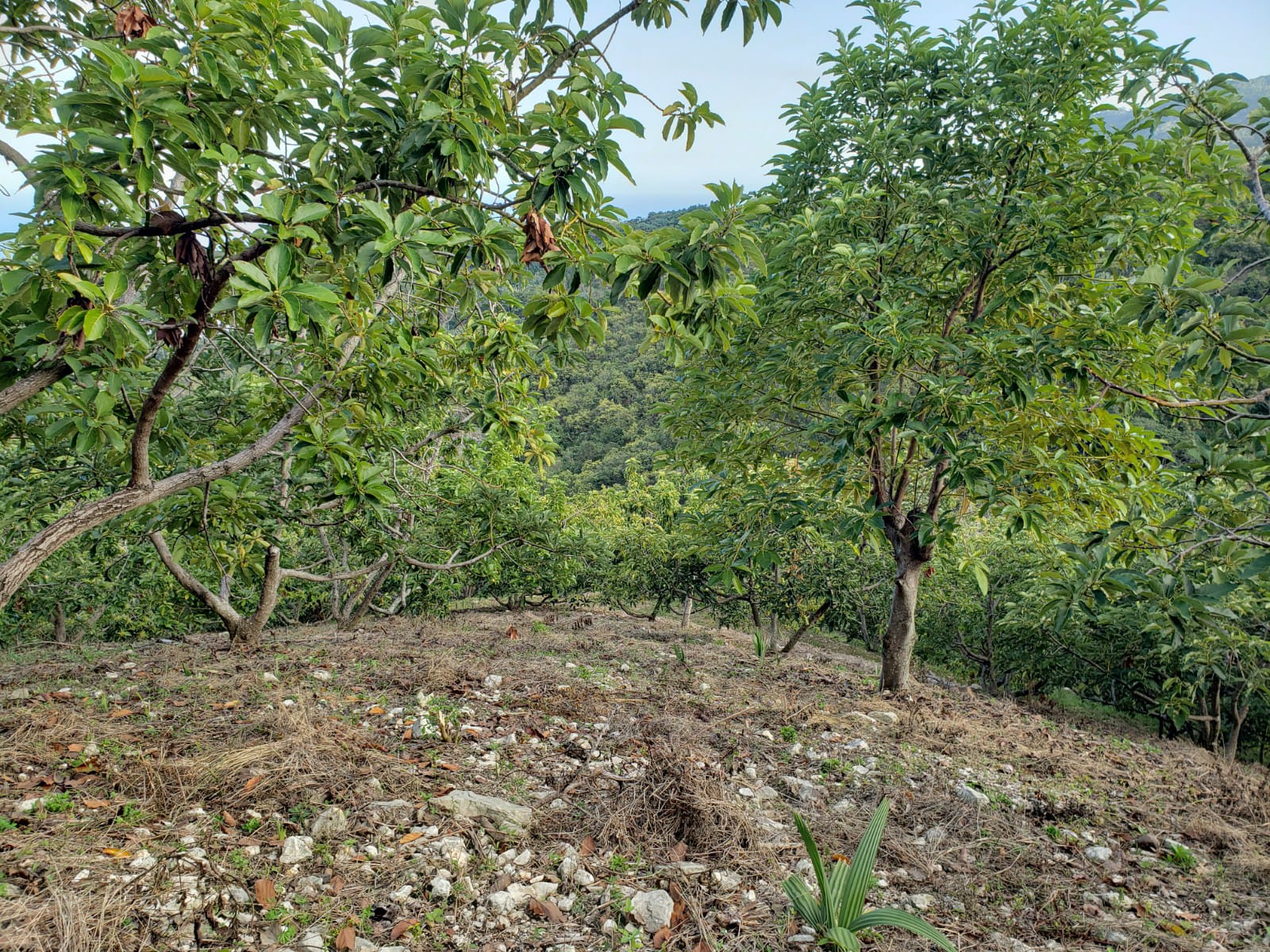 apartamentos -  Finca de AGUACATE en PRODUCCION en Paraíso BARAHONA,  255600 Mts2, VISTA AL MAR