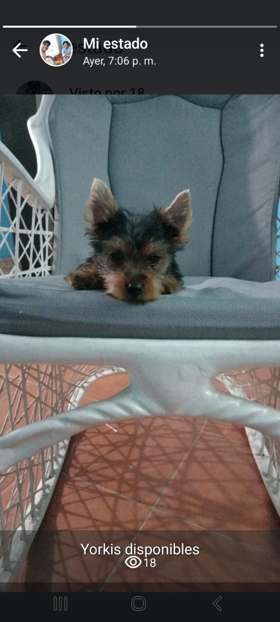 animales y mascotas - Yorkie macho standar 3 meses en oferta 