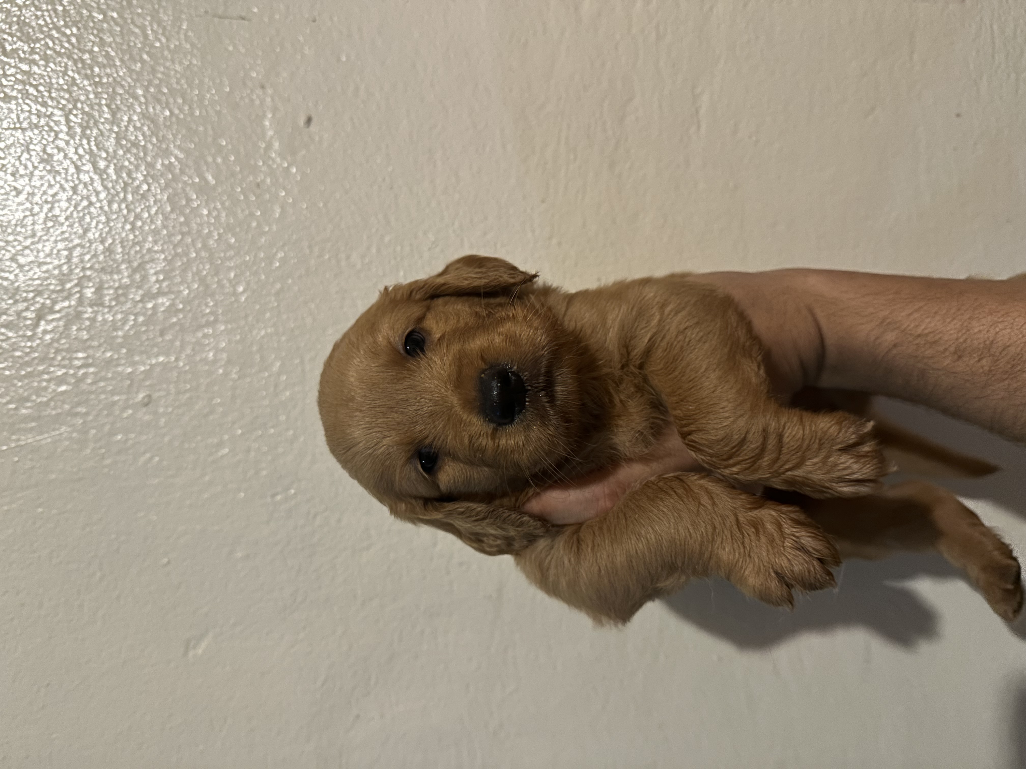 animales y mascotas - GOLDEN RETRIEVER - CACHORROS 4