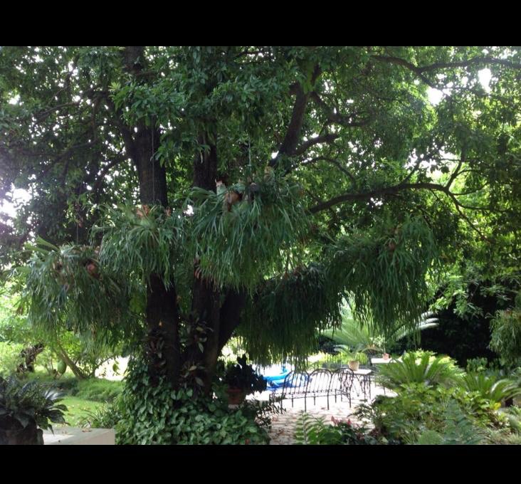 herramientas, jardines y exterior - Cuernos de venado