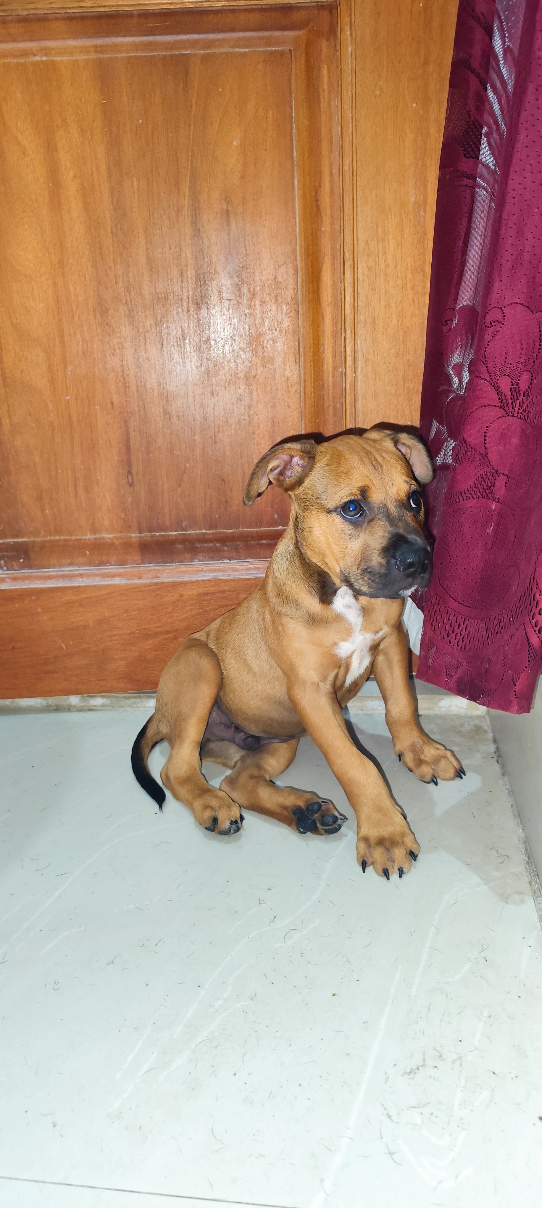 animales y mascotas - perro cachorro pitbull 2 meses 