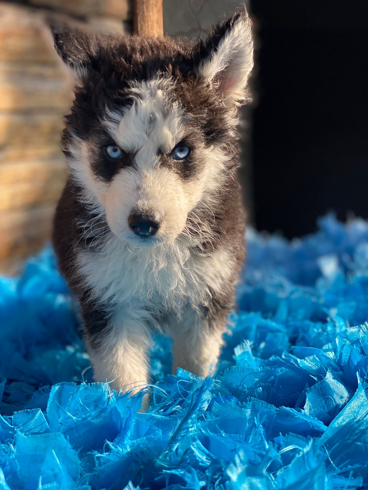 animales y mascotas - Chitzu, Pomerania , Yorkie, pidbull, husky siberiano