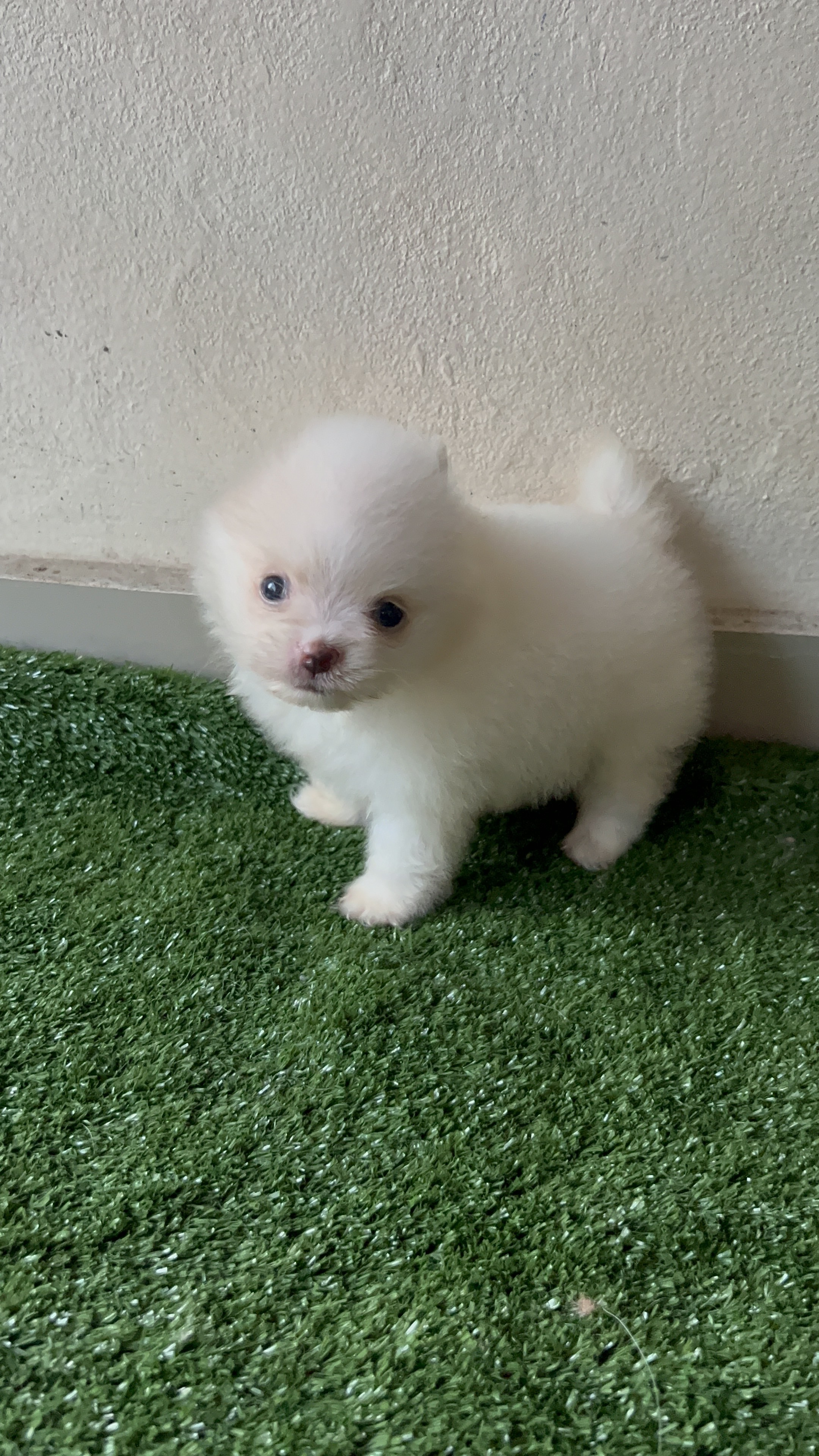 animales y mascotas - Pomerania mini macho  2