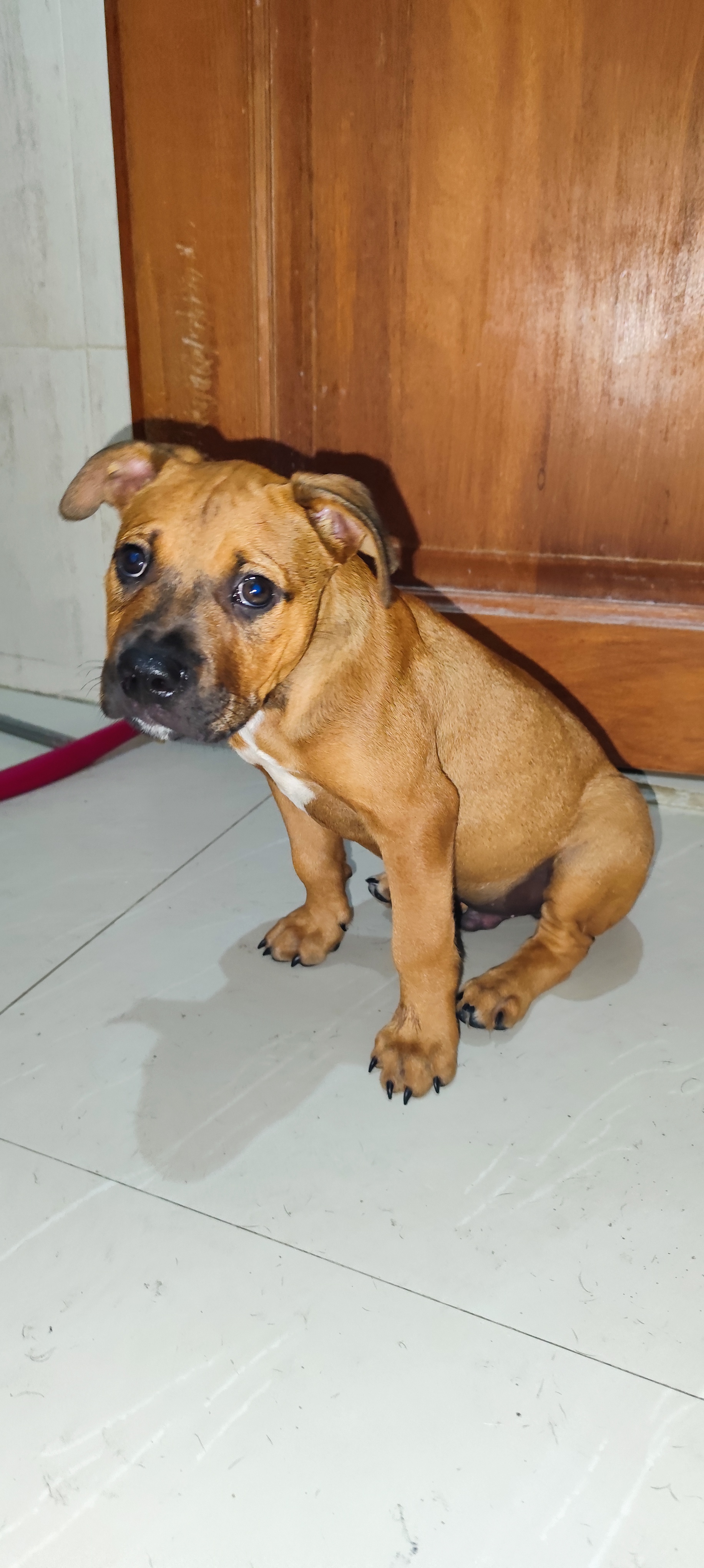 animales y mascotas - perro cachorro pitbull 2 meses  1