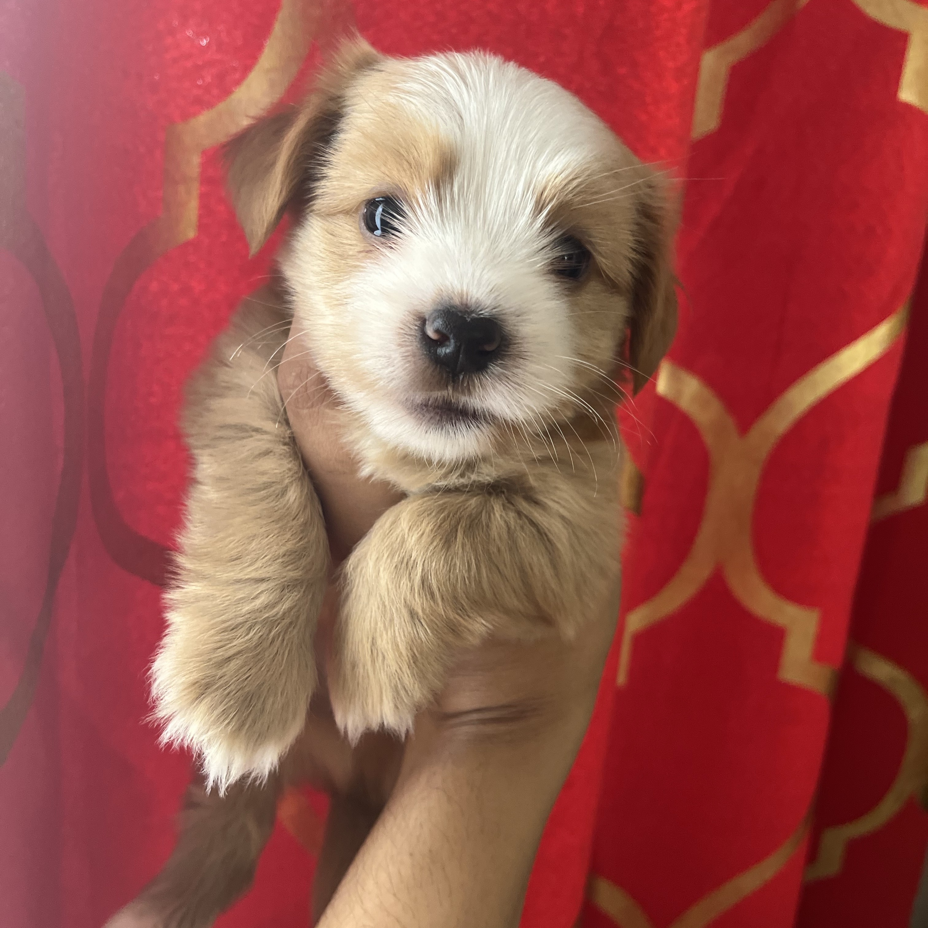 animales y mascotas - yorkipoo