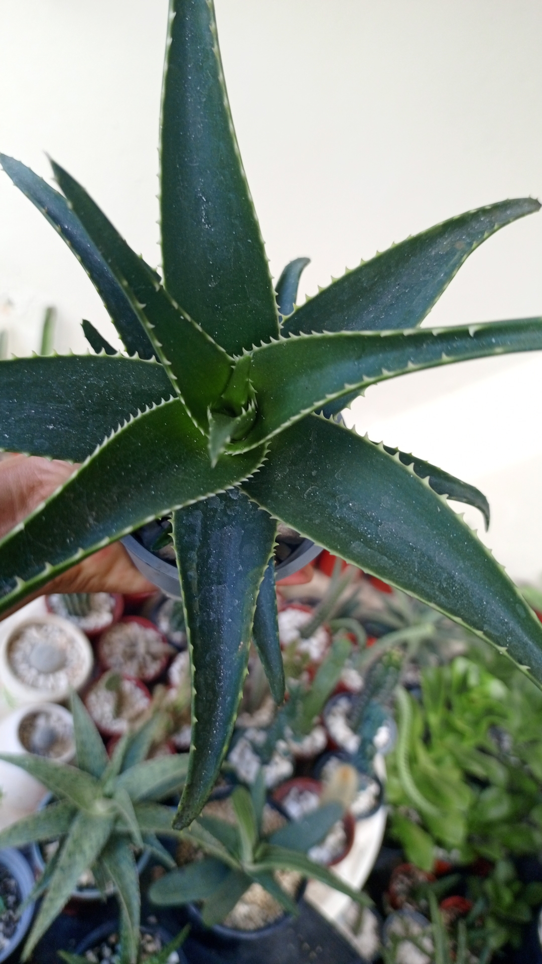 herramientas, jardines y exterior - Suc. y Cactus a mitad de precios, 9