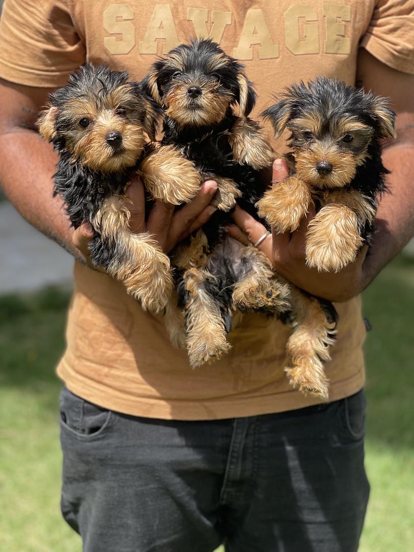 animales y mascotas - cachorros yorky 