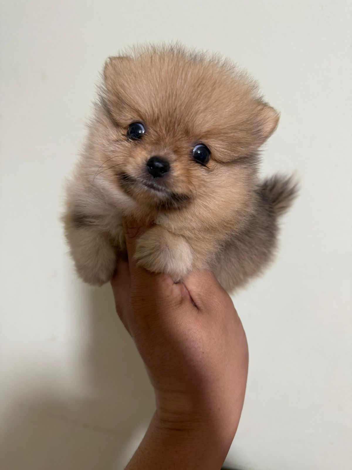 animales y mascotas - Cachorros pomerania  2