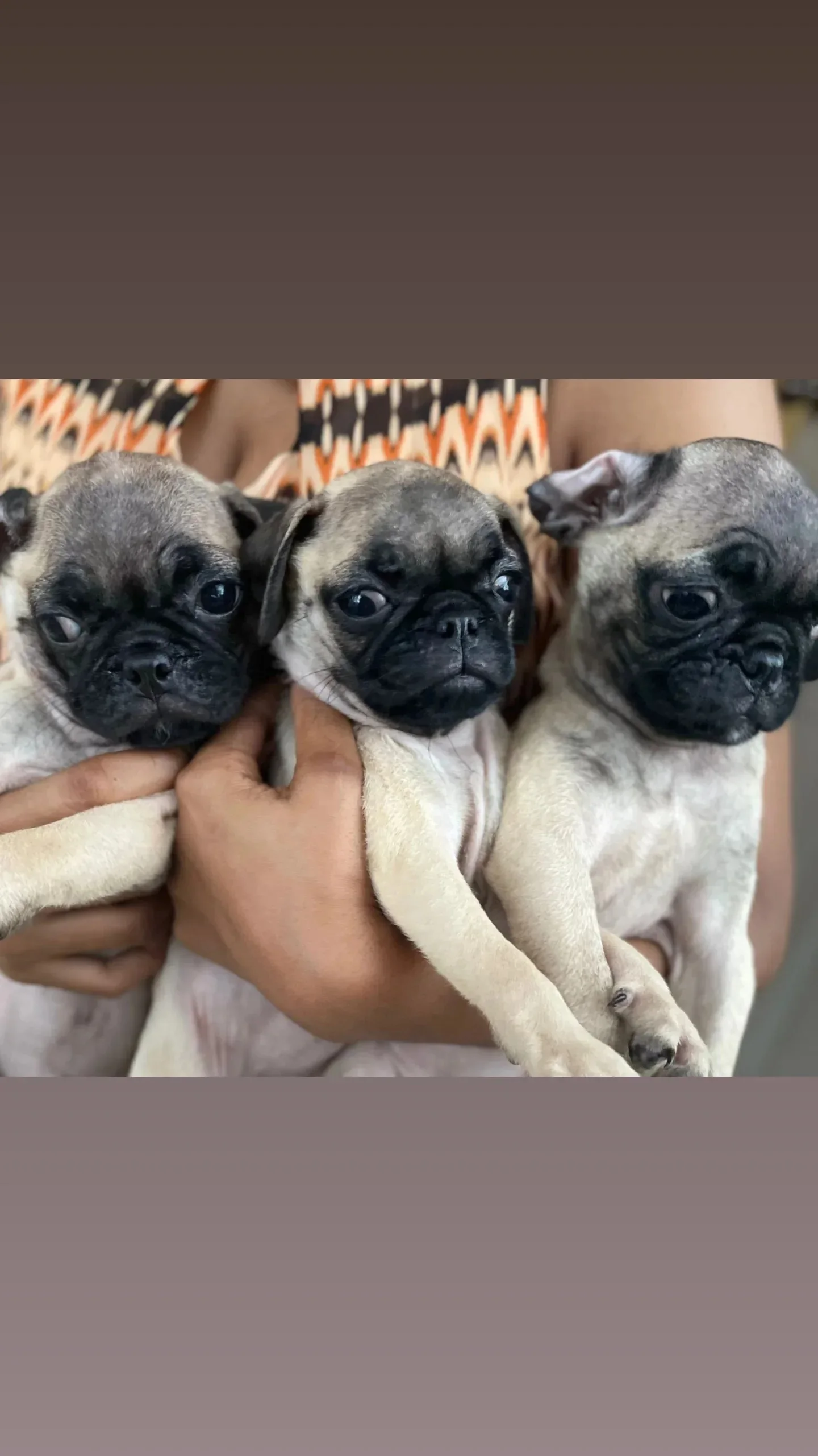 animales y mascotas - Cachorros pug hembra