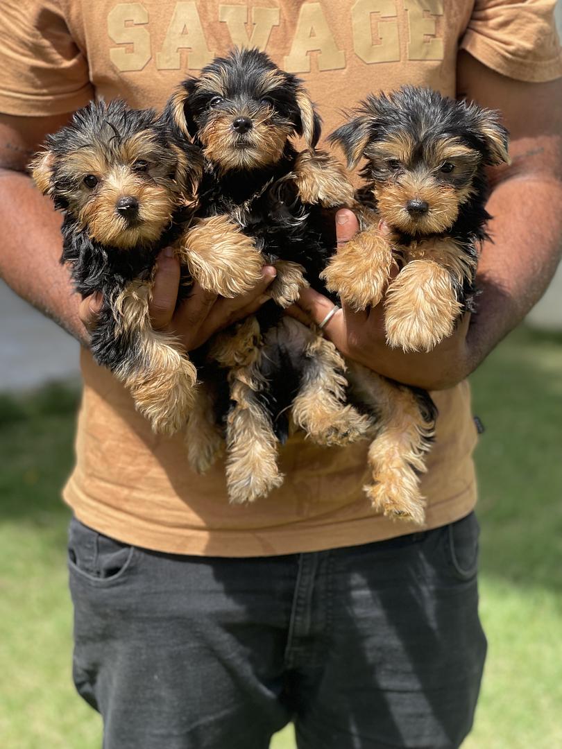 animales y mascotas - cachorros yorky  1