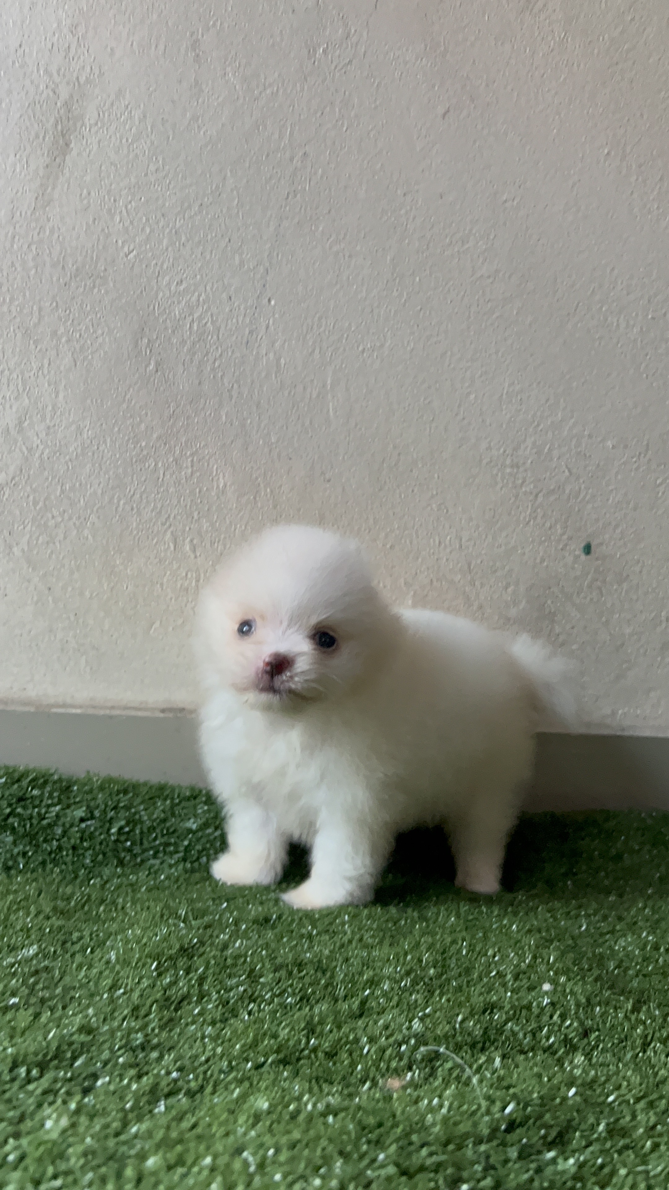 animales y mascotas - Pomerania mini macho  4