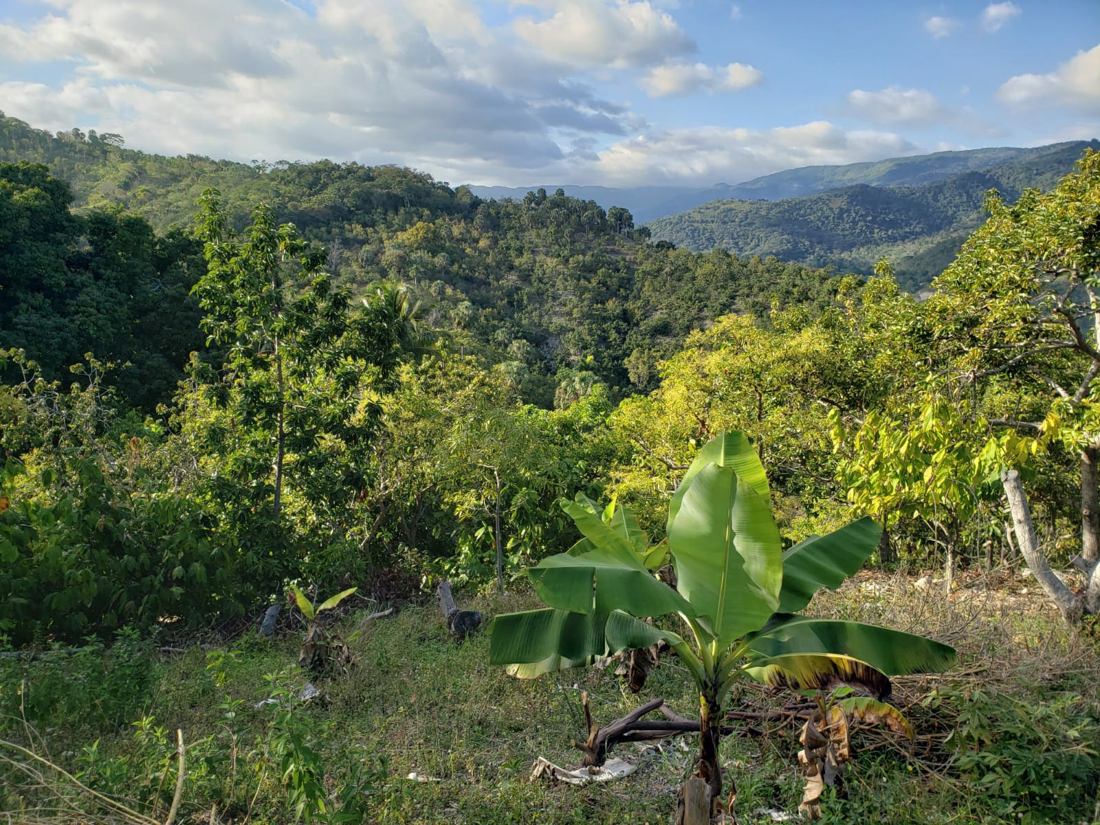 apartamentos -  Finca de AGUACATE en PRODUCCION en Paraíso BARAHONA,  255600 Mts2, VISTA AL MAR 1