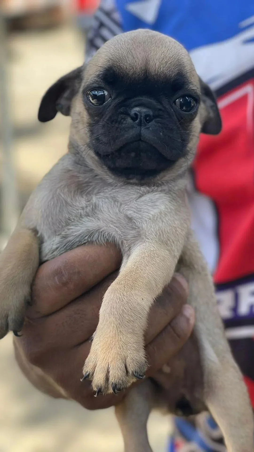 animales y mascotas - Cachorros pug hembra 2