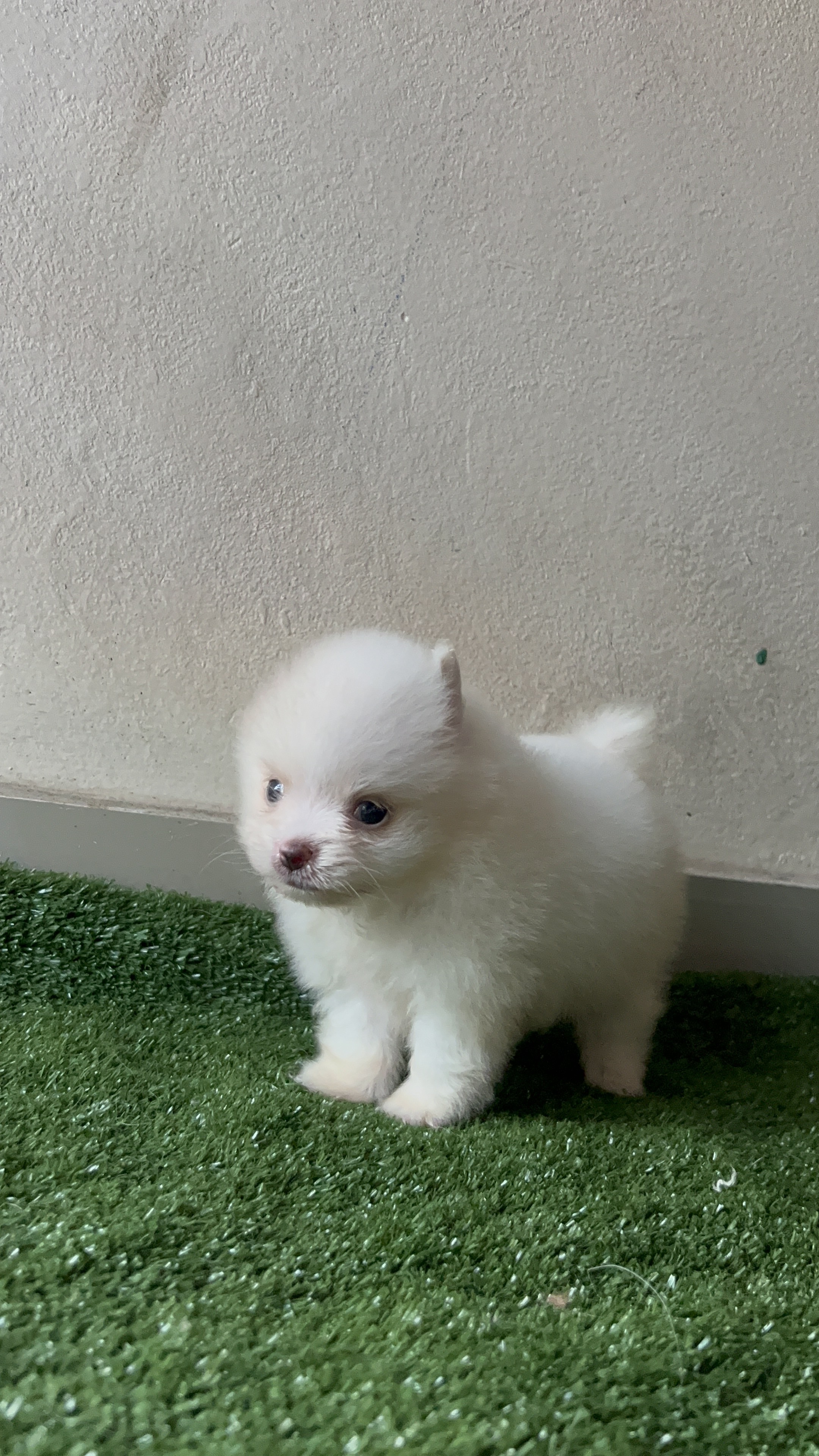 animales y mascotas - Pomerania mini macho  5