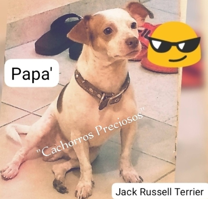 animales y mascotas - Jack Russell Terrier Chocolate queda uno aprovecha el precio!!! 1