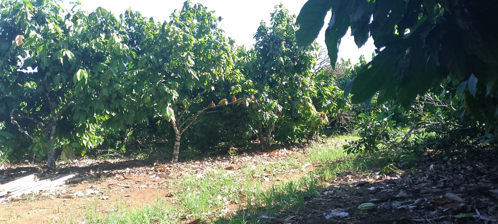 solares y terrenos - Vendo finca sembrada de cacao en el distrito municipal mamá Tingo (yamasa)48  0