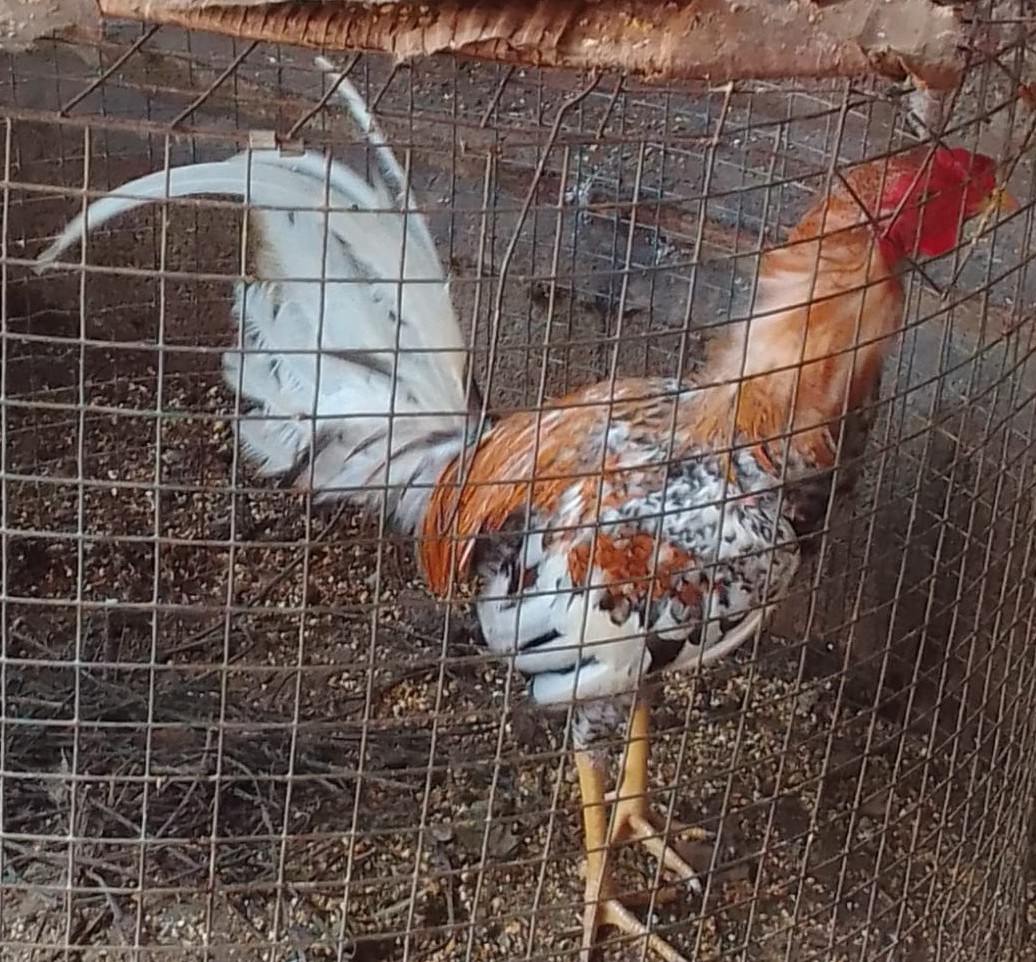 animales y mascotas - se vende gallo de pelea a buen precio si te interesa llamame o contarme 