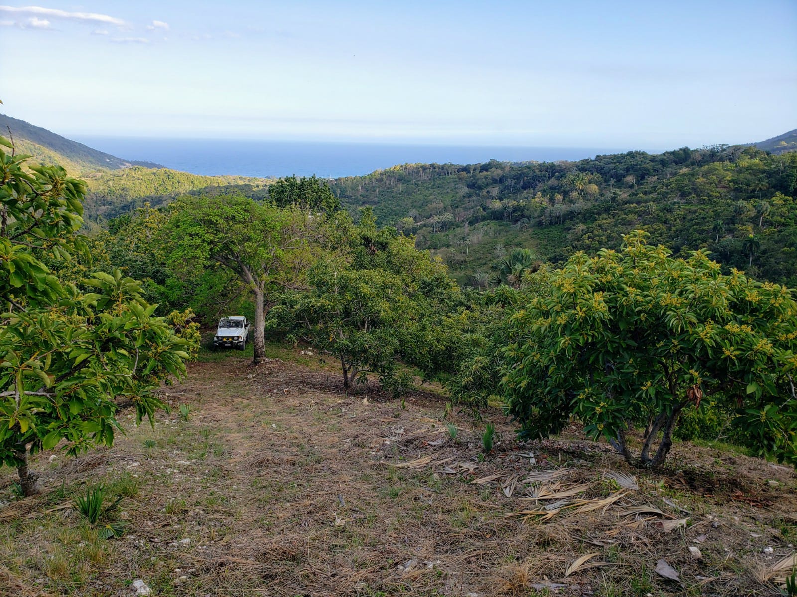 apartamentos -  Finca de AGUACATE en PRODUCCION en Paraíso BARAHONA,  255600 Mts2, VISTA AL MAR 3