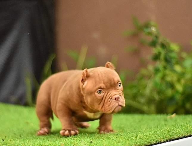 animales y mascotas - bully micro exotic 1