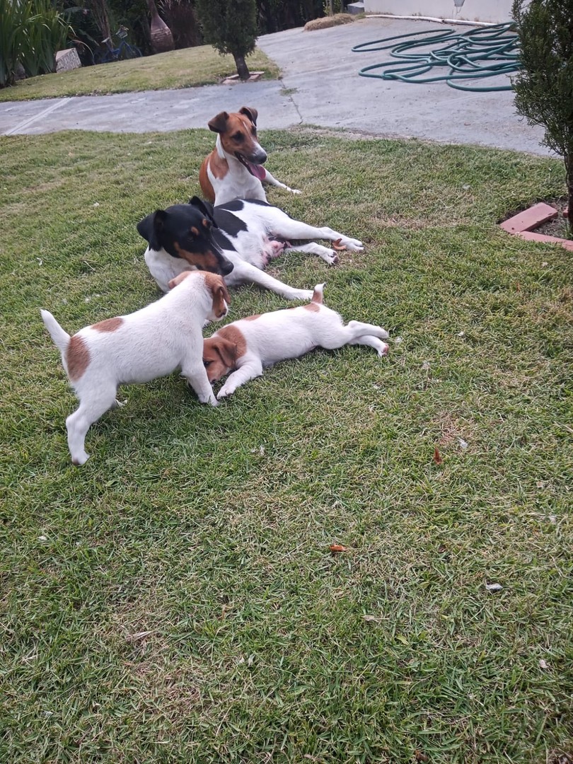 animales y mascotas - Cachorros fox terrier 4