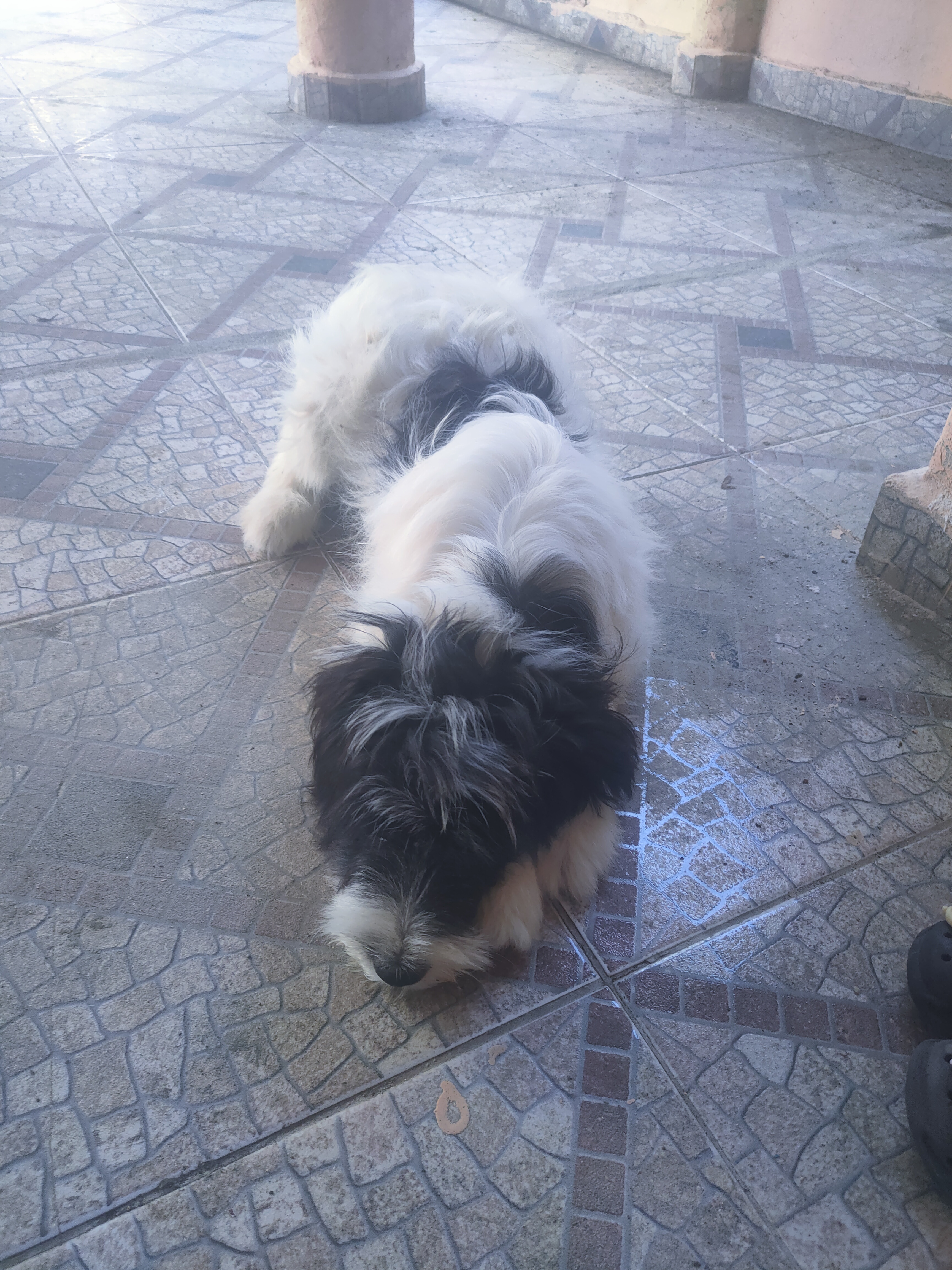 animales y mascotas - Cachorro Mix de Shihpoo  9