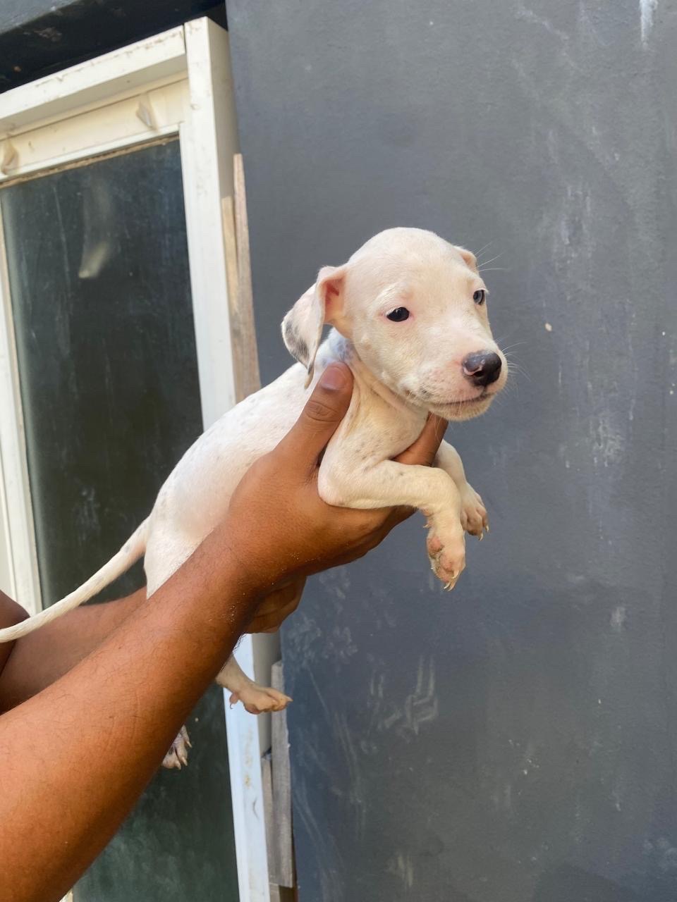 animales y mascotas - perros pitbull de 2 meses  5