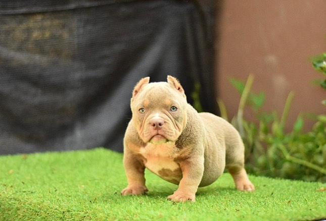 animales y mascotas - bully micro exotic