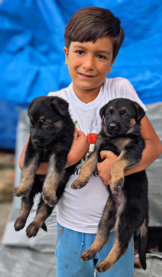 animales y mascotas - Cachorro Pastor Alemán  6