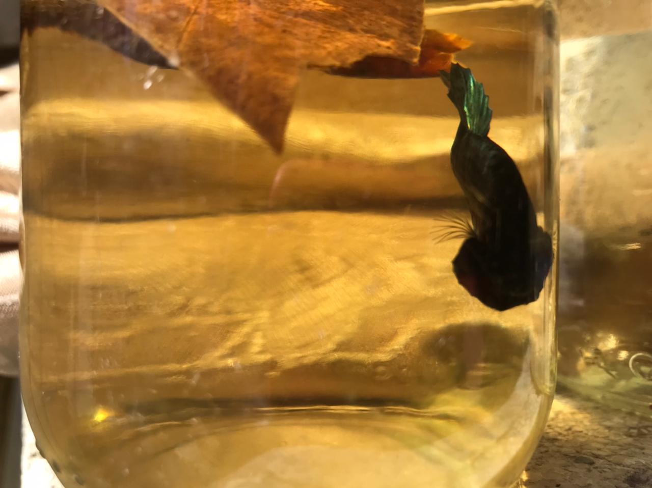 animales y mascotas - Bettas Disponibles  8