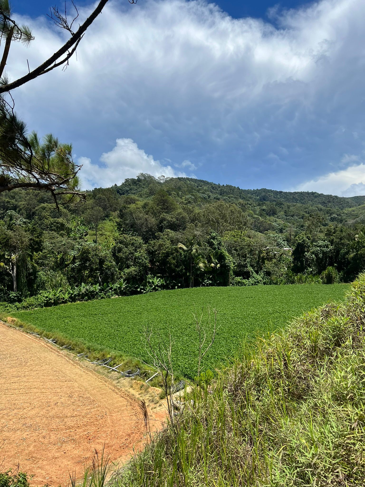 solares y terrenos - Finca en Constanza de 2795 tareas  9