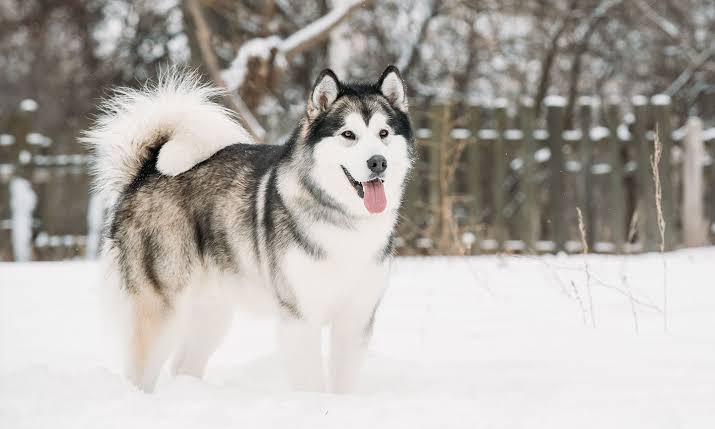 animales y mascotas - Cachorro Alaska Malamute  4