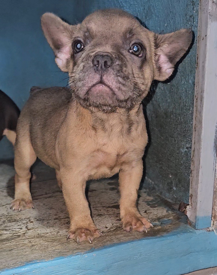 animales y mascotas - Bulldog frances cachorros 3