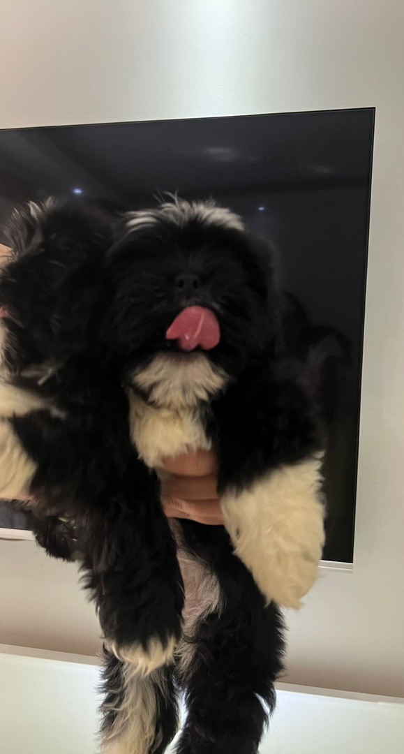 animales y mascotas - Cachorros shih tzu disponibles, machos y hembras, todos con vacunas al día. 1