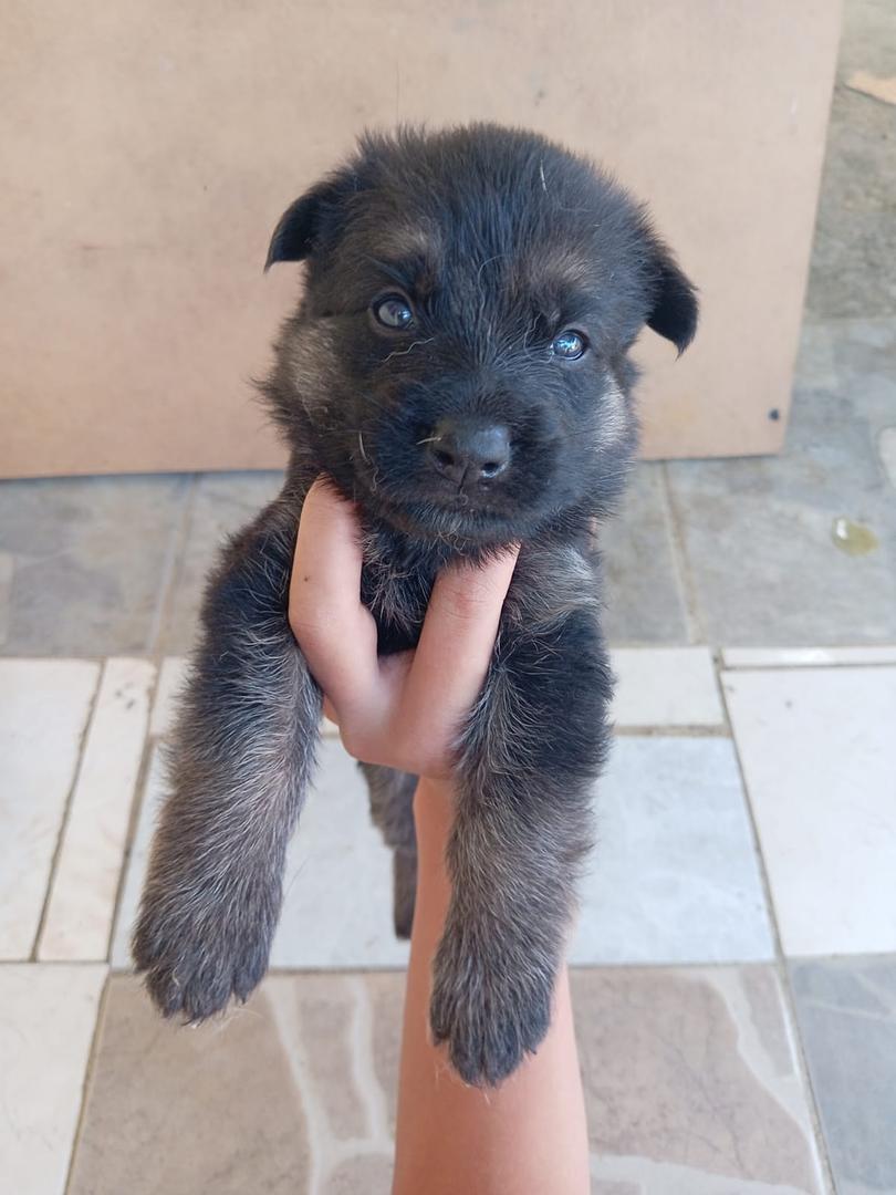 animales y mascotas - cachorros Pastor alemán. 4 hembra y 1 un pacho 