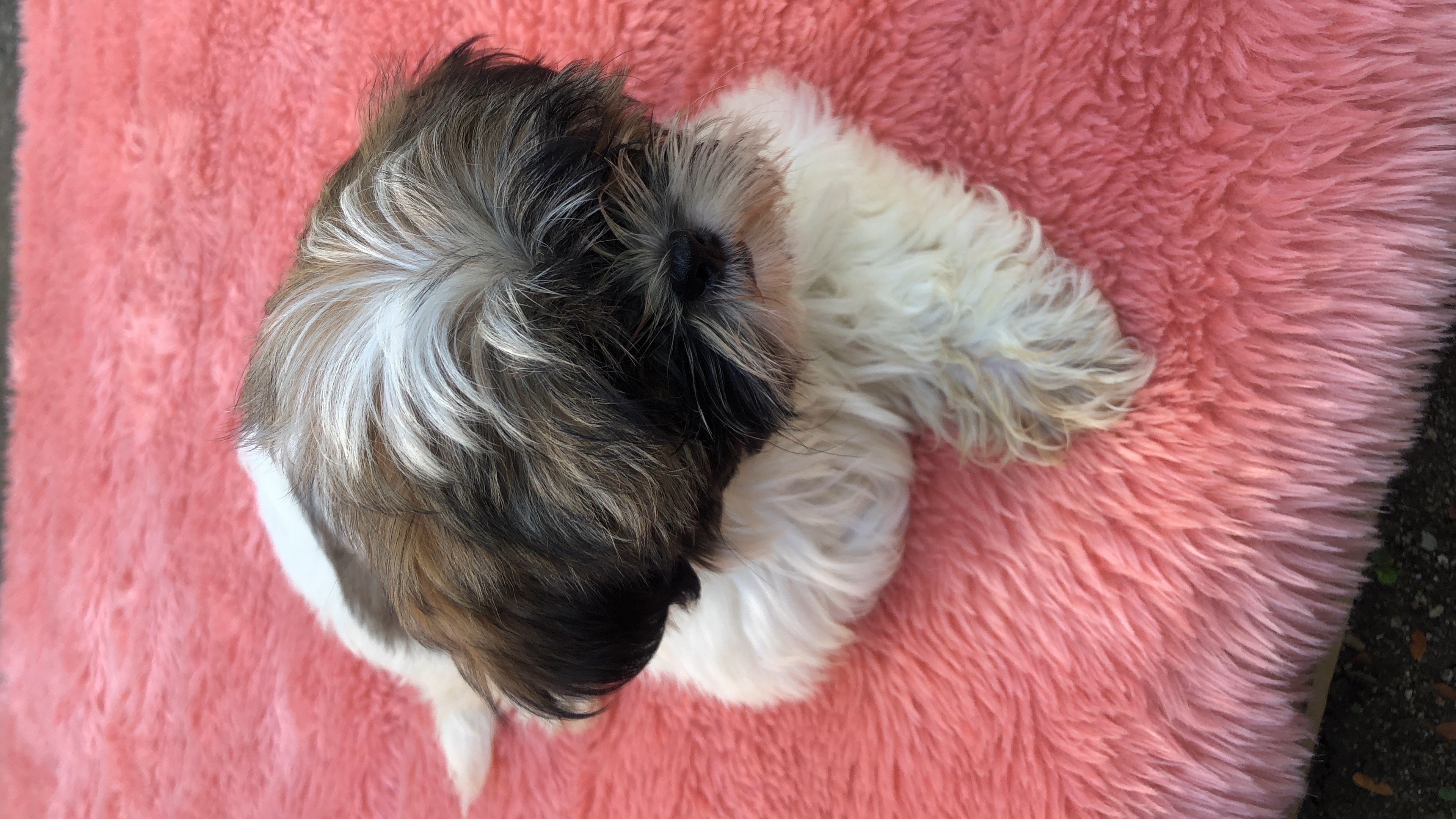 animales y mascotas - se vende perros Raza Shih Tzu 3