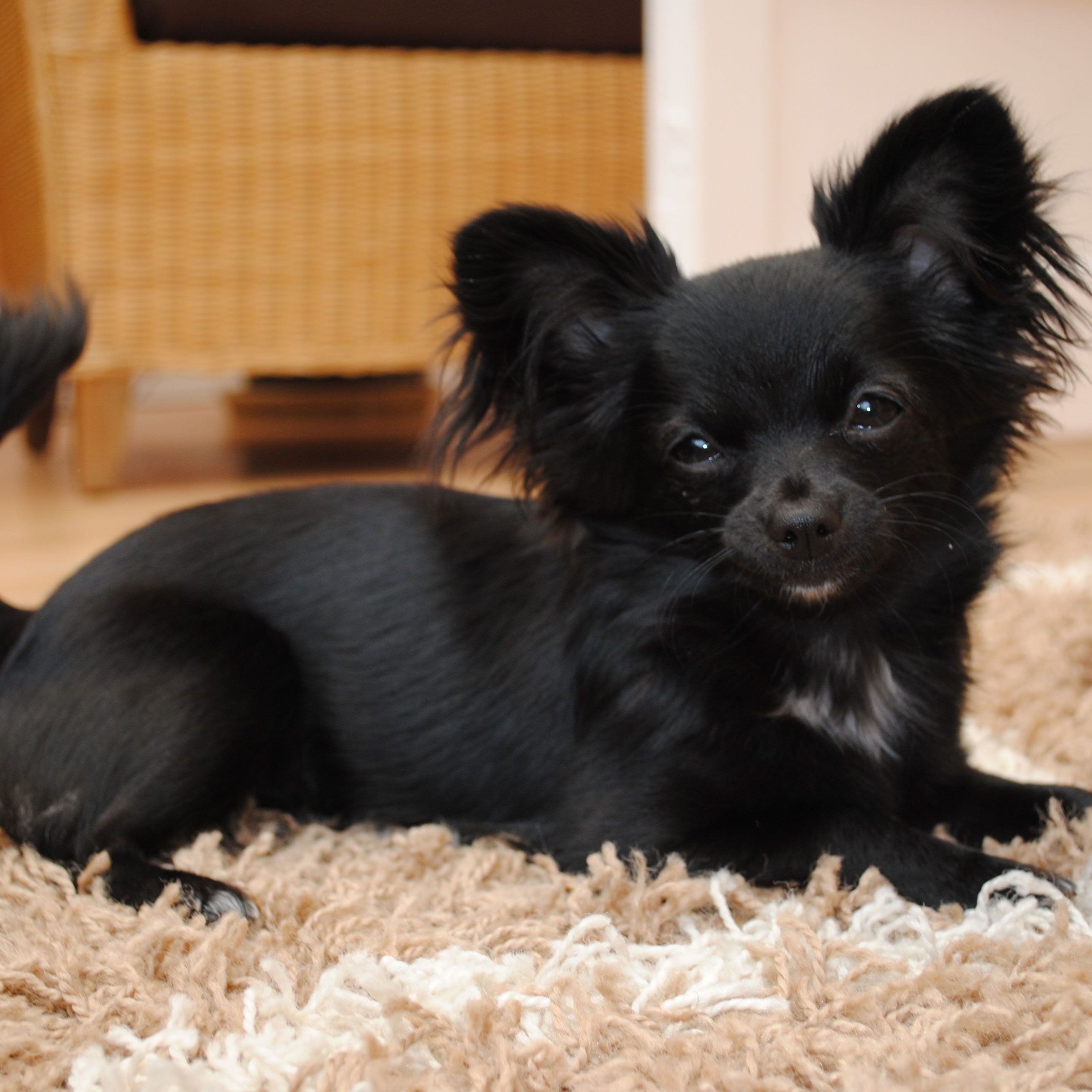 animales y mascotas - Chihuahua Mariposa 