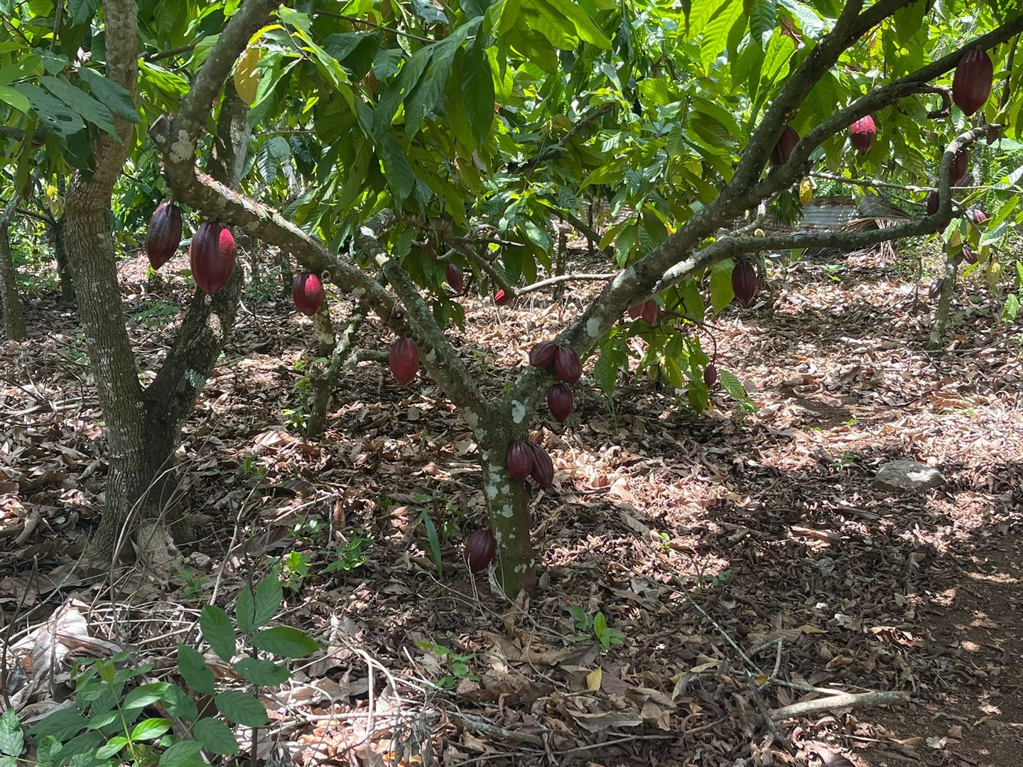 solares y terrenos - Finca 57 TAREAS en Producción de Cacao  + CASA, Guanuma, Santo Domingo Norte 5
