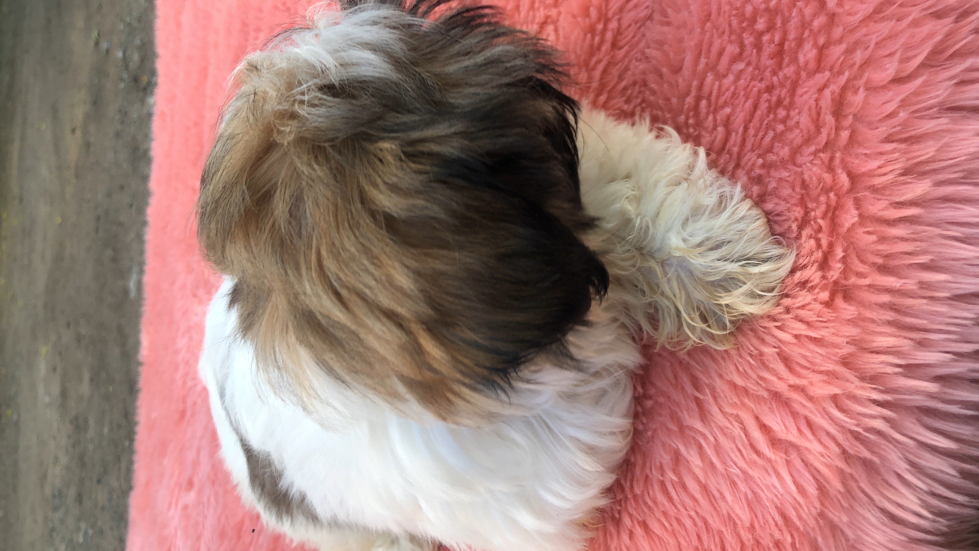 animales y mascotas - se vende perros Raza Shih Tzu 1