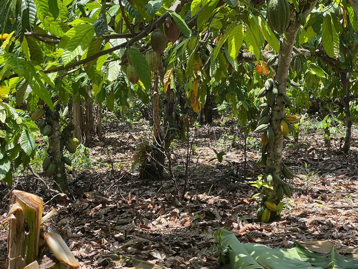solares y terrenos - Finca 57 TAREAS en Producción de Cacao  + CASA, Guanuma, Santo Domingo Norte 6