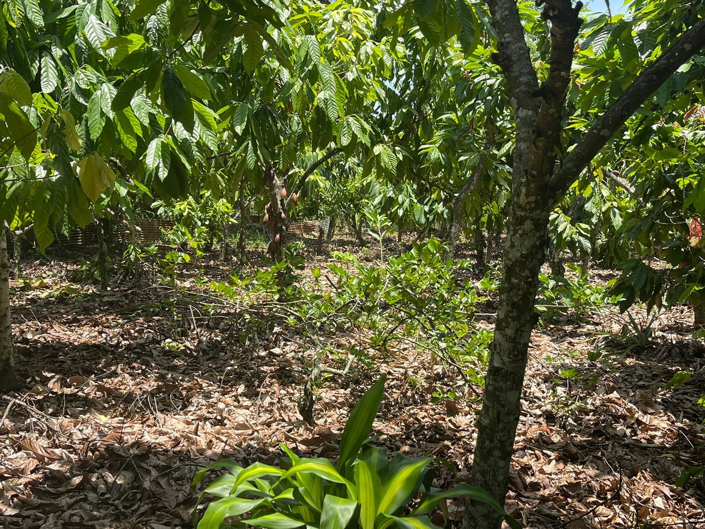 solares y terrenos - Finca 57 TAREAS en Producción de Cacao  + CASA, Guanuma, Santo Domingo Norte 8