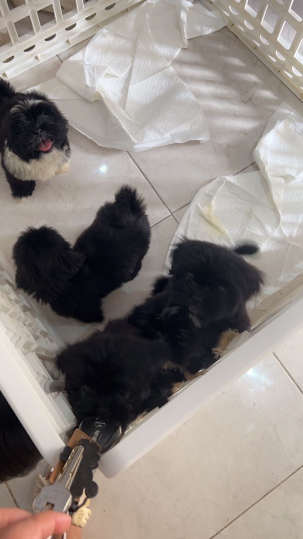 animales y mascotas - Cachorros shih tzu disponibles, machos y hembras, todos con vacunas al día. 2