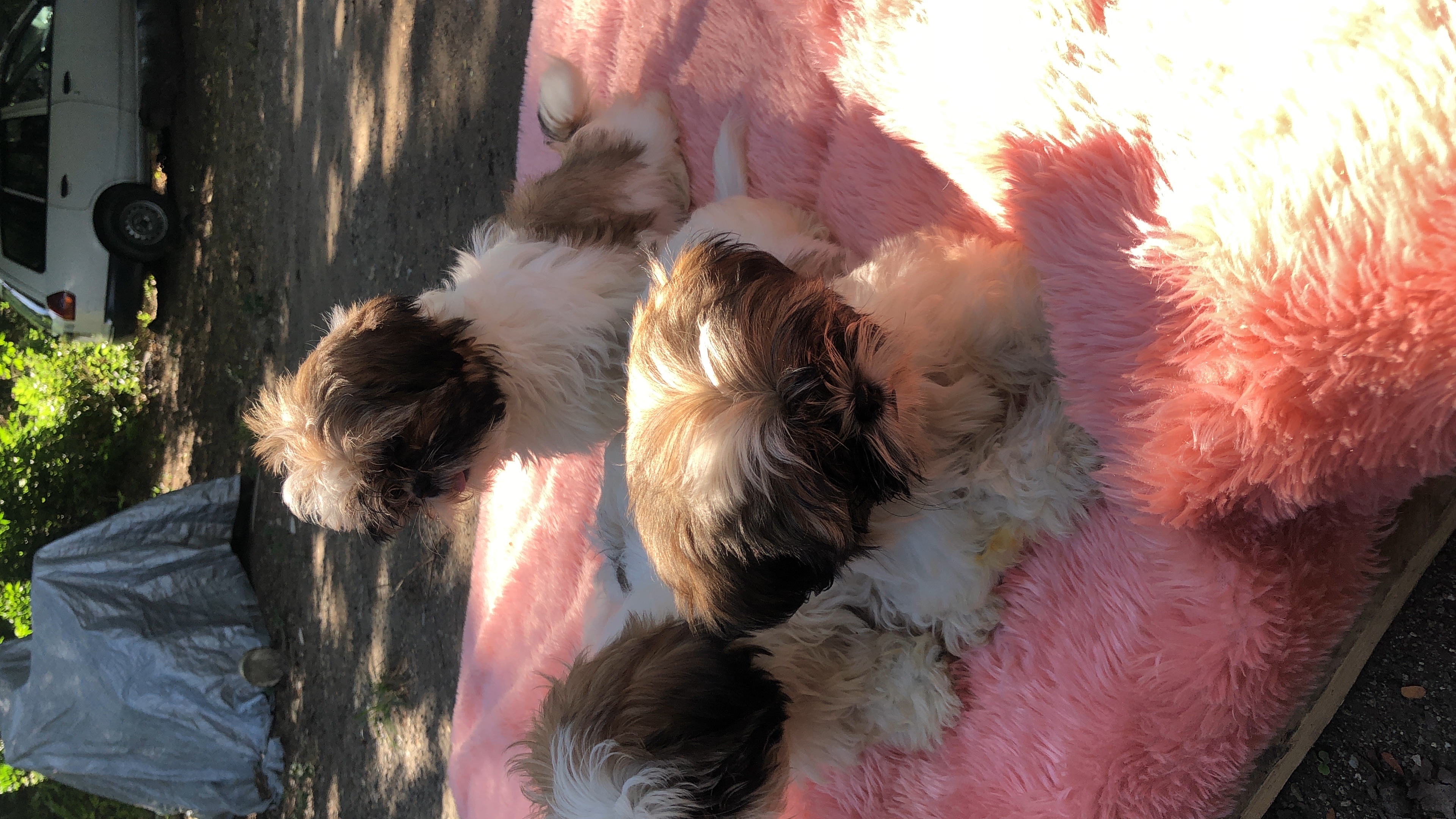 animales y mascotas - se vende perros Raza Shih Tzu 4