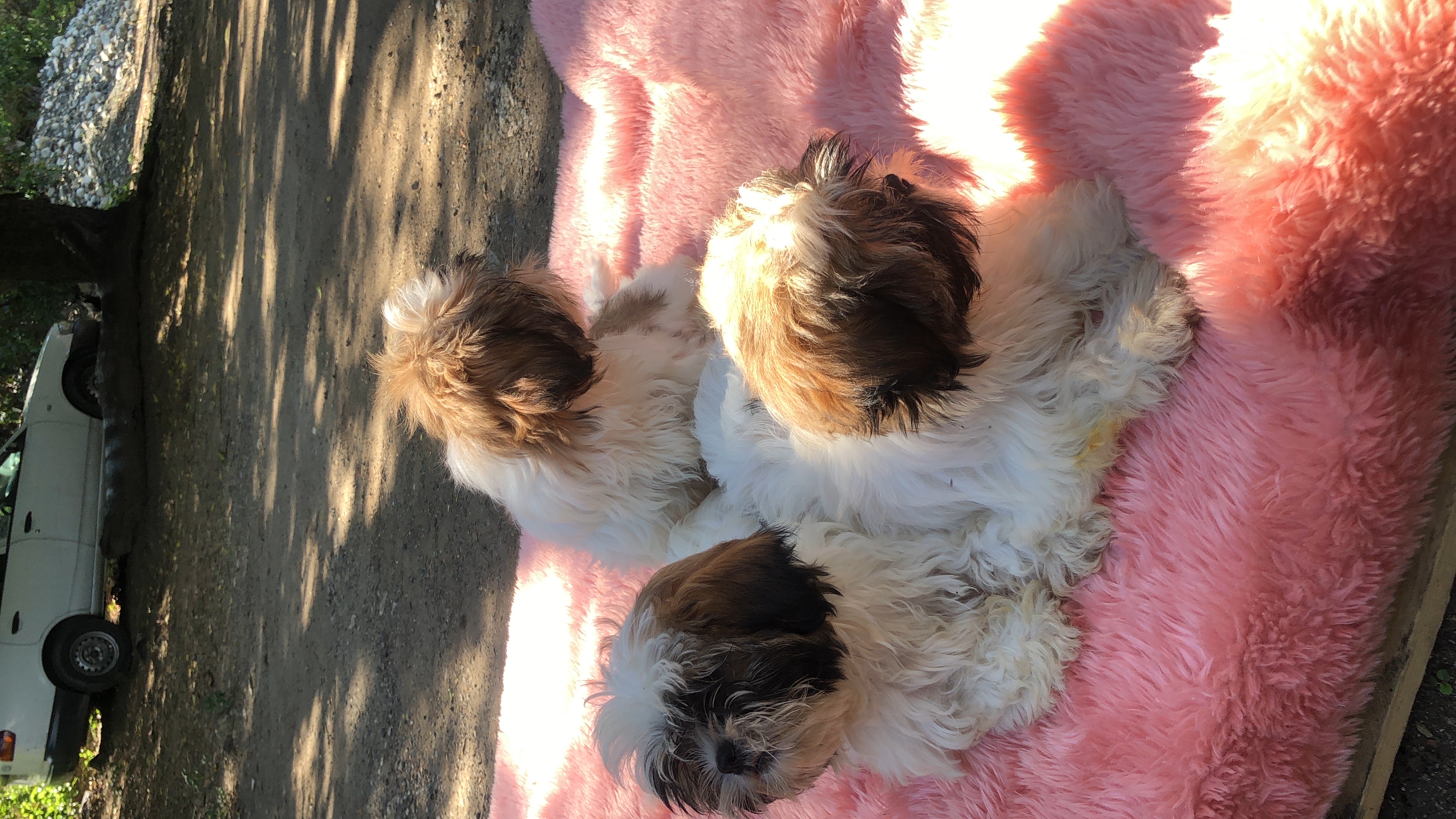 animales y mascotas - se vende perros Raza Shih Tzu 5