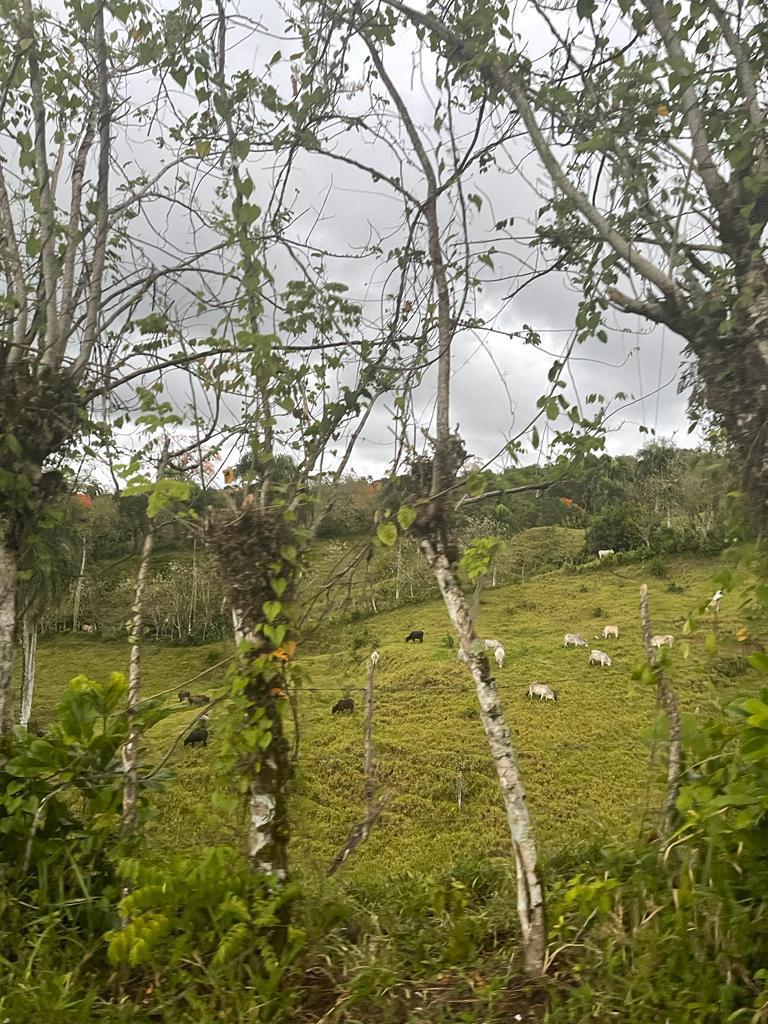 solares y terrenos - Finca de 4075 tareas en Cibao de Cacao  4