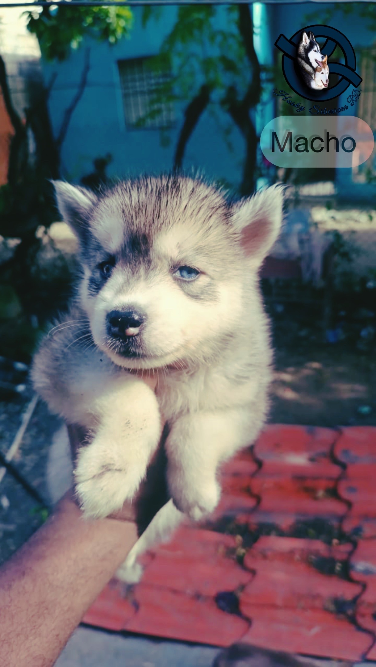 animales y mascotas - husky siberiano macho 